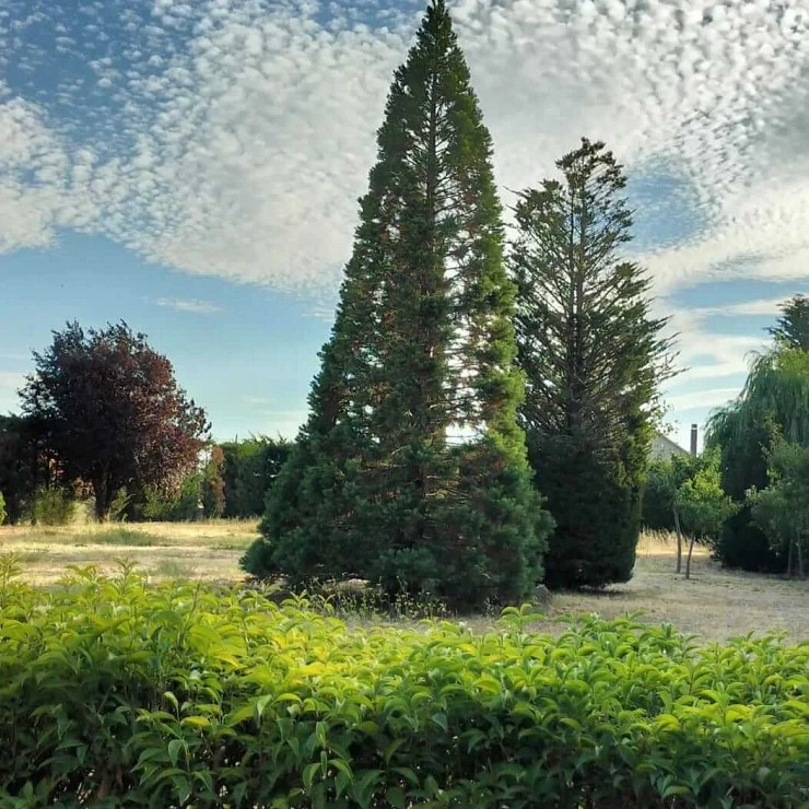 Finca urbana en Cubillos